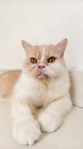 Kucing Parsi Betina