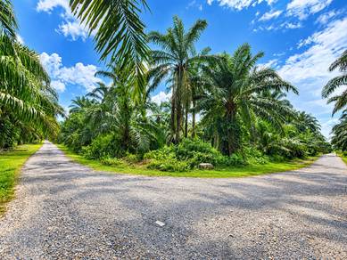 Agricultural-Land-for-sale-Banting-Selangor