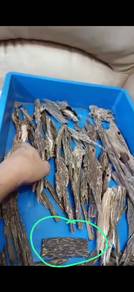 Kayu gaharu chip original