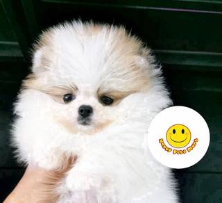 H1228 parti color Pomeranian puppies