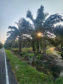 Tanah Pertanian Kebun Sawit Layang-layang Kluang utk dijual