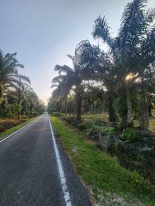 Tanah Pertanian Kebun Sawit Layang-layang Kluang utk dijual