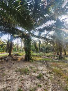 Tanah Pertanian Kebun Sawit Layang-layang Kluang utk dijual