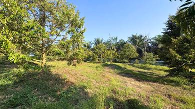 JB Sungai Tiram 2 Acre Freehold Durian Farm Blackthorn/Musang King 5ys