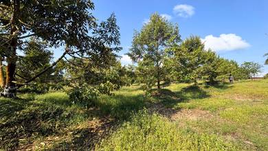 JB Sungai Tiram 2 Acre Freehold Durian Farm Blackthorn/Musang King 5ys