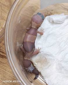 African Fattail Gecko 