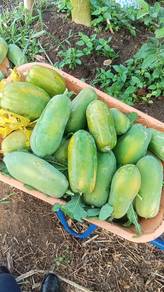 Buah buahan Betik