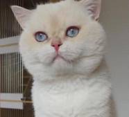 BSH Lilacgolden point Ay33 open for mating❗️