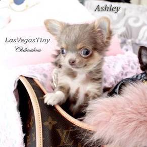 YY122 Chihuahua long haired puppy