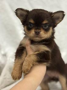 YY511 Chihuahua pretty cute puppy