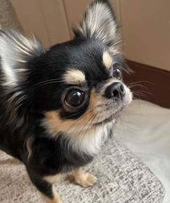 YY9883 Chihuahua black tan haired puppy