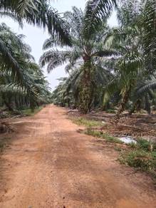 Agricultural land Kg Seri Cheeding,Banting