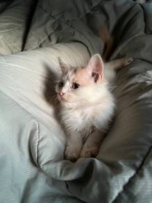 Kitten male 3 month