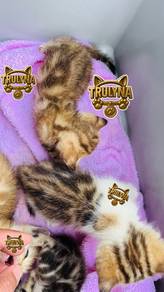 Furbaby BSH GOLDEN Marble BRITISH SHORTHAIR kitten