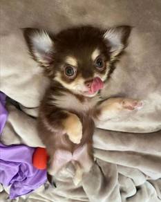 PP600 Chihuahua brown tan haired puppy