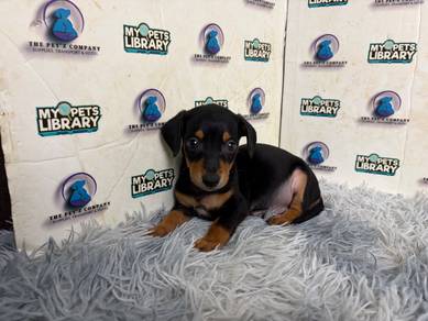 Daschund puppy