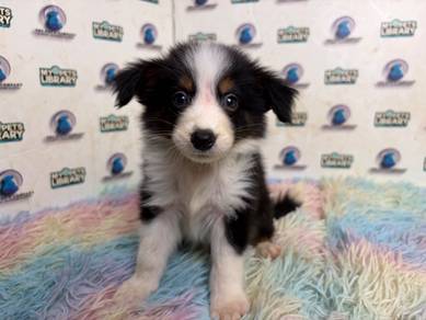 Border collie puppy