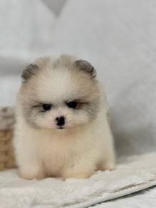 QW91 Tiny Pomeranian puppies dogs