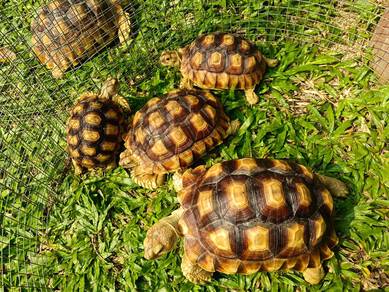 Sulcata Tortoise