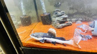 redtail catfish