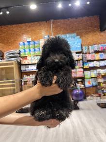 Toy poodle puppy