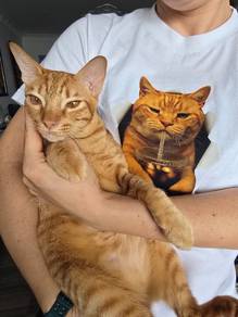 Cute orange kitten for adoption