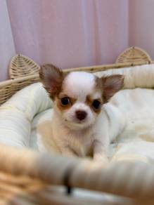 Chihuahua 迷你长毛吉娃娃 🩵