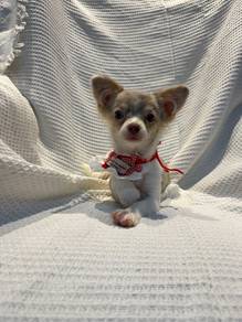 Chihuahua female 🩷