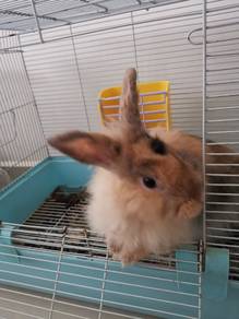 Rabbit Arnab 9 months Brown in colour