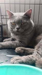 bsh untuk di lepas kan