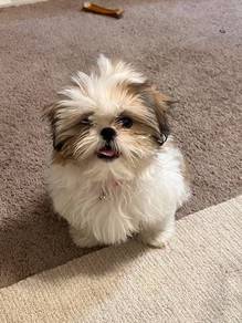 Loveable Shih Tzu cute playful happy little puppy