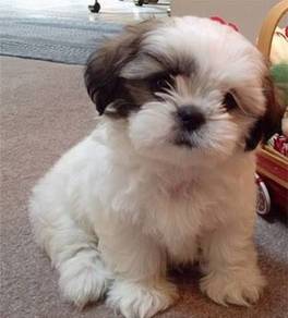 Lickable Shih Tzu cute playful happy little puppy