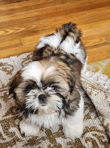 Rumbly Shih Tzu cute playful happy little puppy Ba