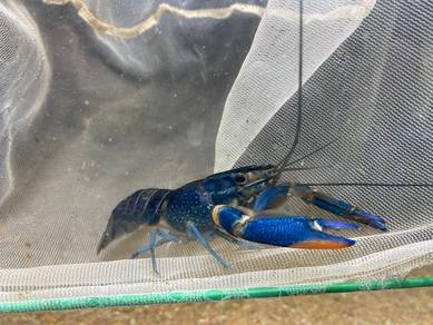Freshwater Lobster (Blue Phase)