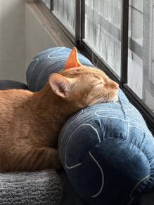Cute orange kitten 9 months adoption