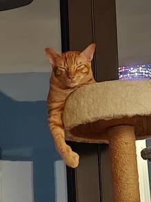 Cute orange kitten 9 months adoption