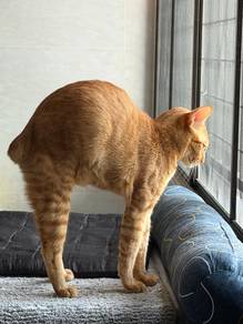 Cute orange kitten 9 months adoption