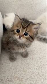 Persian Tabby Kitten