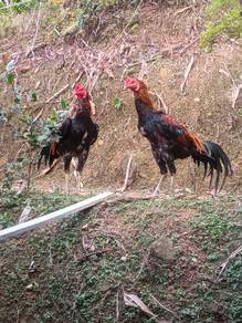 ayam sabung pamagon