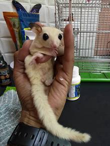 sugar glider 