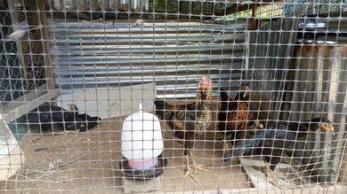 ayam kampung