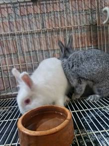 Mixed Rabbit