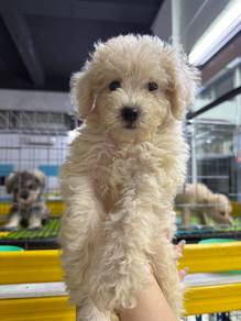 Maltipoo 