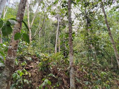 Kebun Getah 2 Ekar