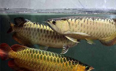 arowana malaysia golden 18 inch-wholesale