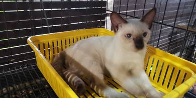 Kucing Siam KS004