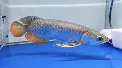 Arowana HB