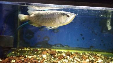 Arowana 