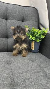 约克夏男 ( 平价）
Yorkshire Terrier
Male