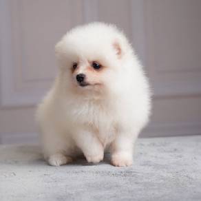pomerian puppies available 
